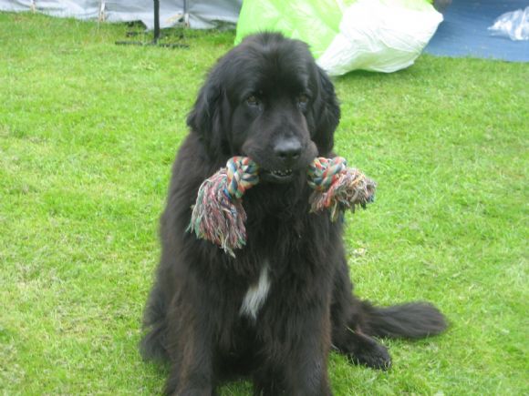 T Dutchlab's Bear Fortune Cookie (07-05-2006)